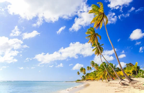 Hermosa Playa Caribeña Isla Saona República Dominicana — Foto de Stock