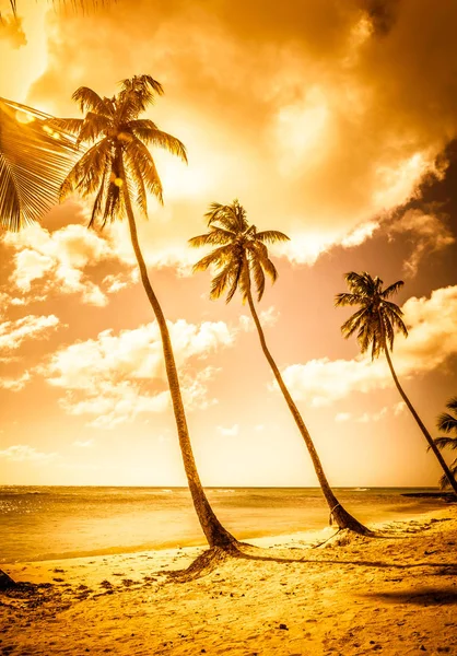 Gold Caribbean Beach Saona Island Dominican Republic — Stock Photo, Image