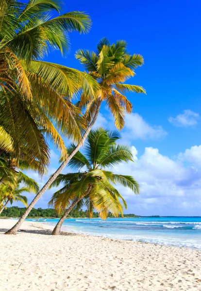 Bela Praia Caribenha Ilha Saona República Dominicana — Fotografia de Stock