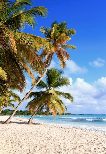 Beautiful Caribbean Beach Saona Island Dominican Republic — Stock Photo, Image