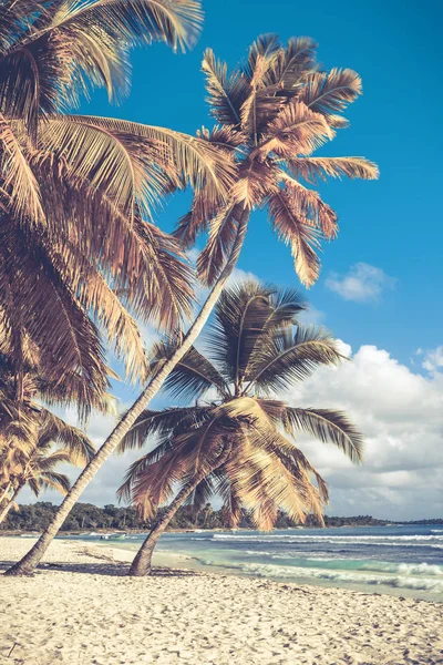 Bella Spiaggia Caraibi Sull Isola Saona Repubblica Dominicana — Foto Stock