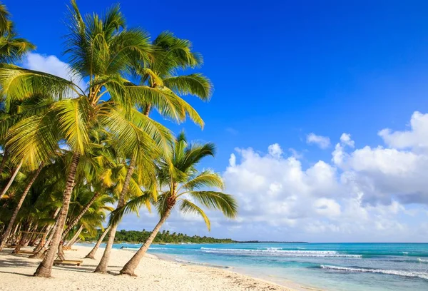 Hermosa Playa Caribeña Isla Saona República Dominicana — Foto de Stock