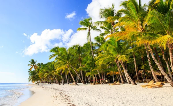 Gyönyörű Karibi Tengerpart Saona Sziget Dominikai Köztársaság — Stock Fotó