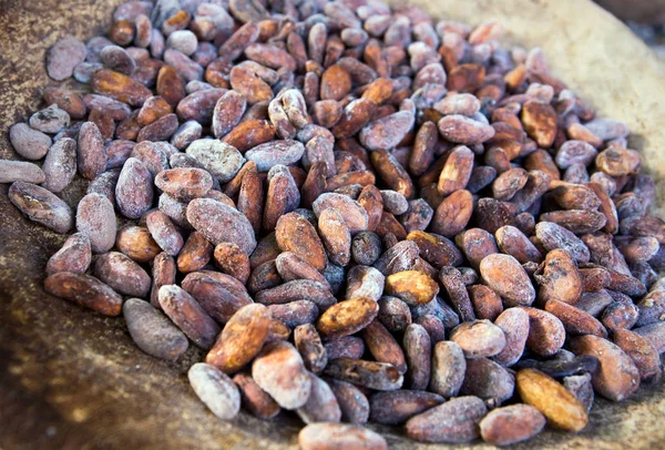 Closeup Čerstvé Kakaových Bobů — Stock fotografie