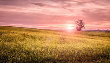 Yalnız ağaç ve güzel günbatımı gökyüzü arka planda silüeti
