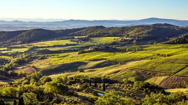 Luftaufnahme Grüner Weinberge Der Toskana Italien — Stockfoto