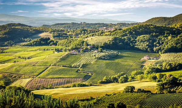 Luftaufnahme Grüner Weinberge Der Toskana Italien — Stockfoto