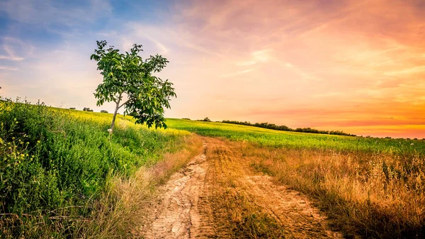 Tuscany Alanları Ile Ülkede Yol Üzerinde Şaşırtıcı Günbatımı — Stok fotoğraf