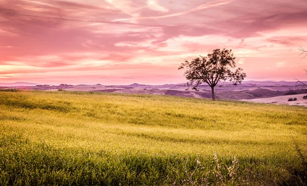 Silhouette Eines Einsamen Baumes Und Schöner Sonnenuntergangshimmel Hintergrund — Stockfoto