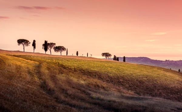 丘の上の木が素晴らしいトスカーナの風景 — ストック写真