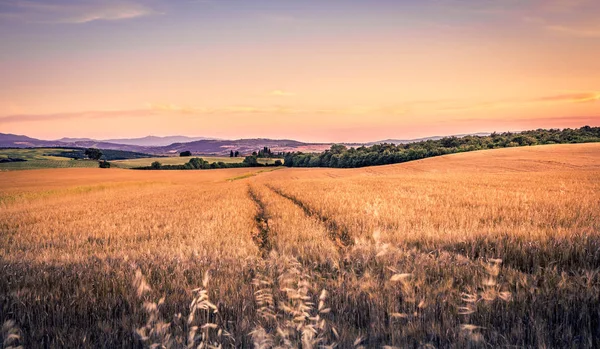 Paesaggio Serale Estivo Paesaggio Toscano Tramonto — Foto Stock