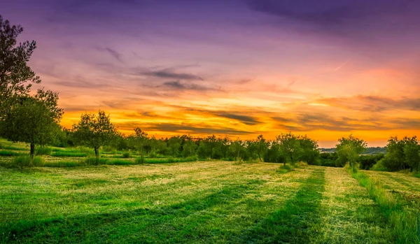 Erstaunliche Toskanische Landschaft Mit Olivenbäumen Und Goldenem Sonnenuntergang — Stockfoto