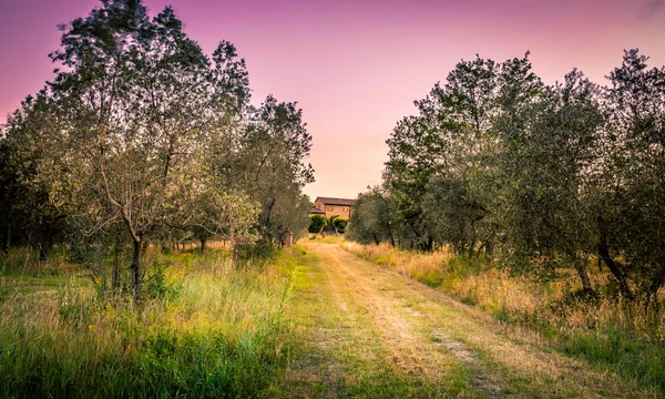 Tuscan Landscape Uphill Road Olive Trees — Stock Photo, Image