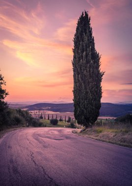 Yol ve şaşırtıcı mor günbatımı selvi ağacı