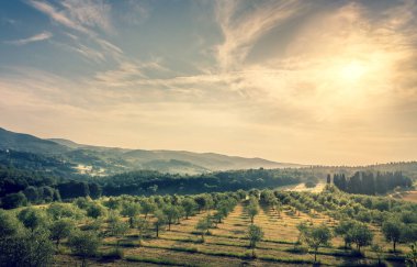 Toskana zeytin alan üzerinde mavi gökyüzü