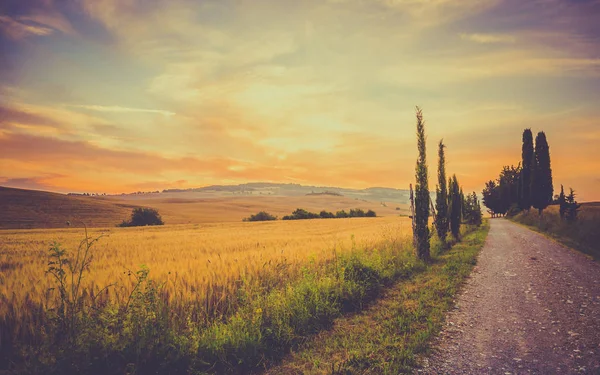 Vintage Tuscan Landscape Fields Corn Hills Background — Stock Photo, Image