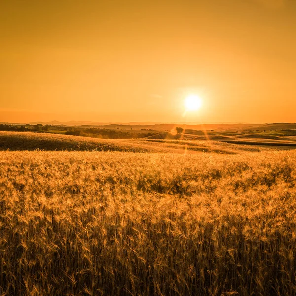 Gyllene Solnedgång Över Toskanska Fält Italien — Stockfoto