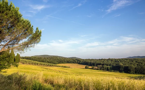 Morgenlandschaft Der Toskana Mit Olivenfeld Hintergrund — Stockfoto