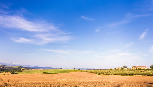 Sommerliche Landschaft Der Toskana Mit Olivenbäumen Hintergrund — Stockfoto