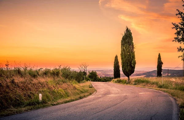 Cypress Tree Country Road Tuscany — Stock Photo, Image