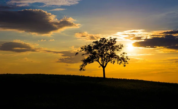 Silhouette Lonely Tree Beautiful Sunset Sky Background — Stock Photo, Image