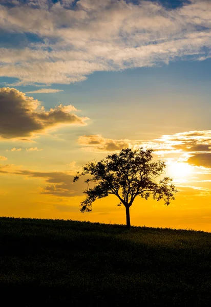 Silhouette Lonely Tree Beautiful Sunset Sky Background — Stock Photo, Image