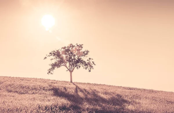 Einsamer Baum Und Sonne Hintergrund — Stockfoto