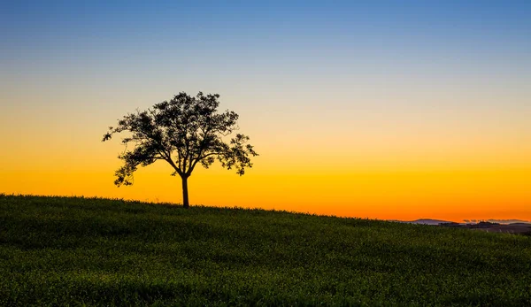 Одинокое Дерево Красивое Закатное Небо Заднем Плане — стоковое фото