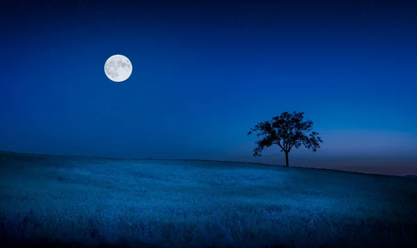 Луна Звезды Над Тосканским Лугом Одиноким Деревом — стоковое фото