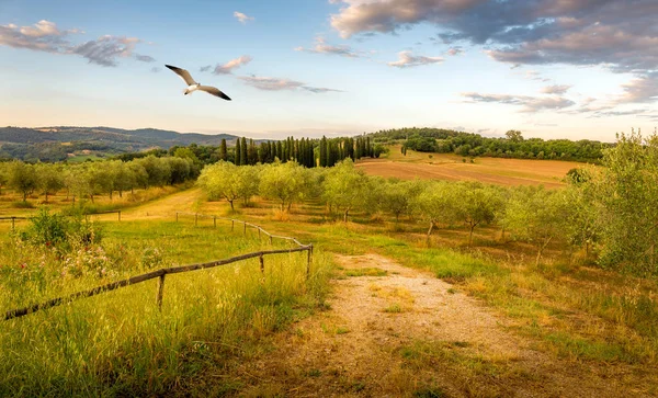 Blauer Himmel Und Fliegende Möwe Über Einem Olivenfeld Der Toskana — Stockfoto