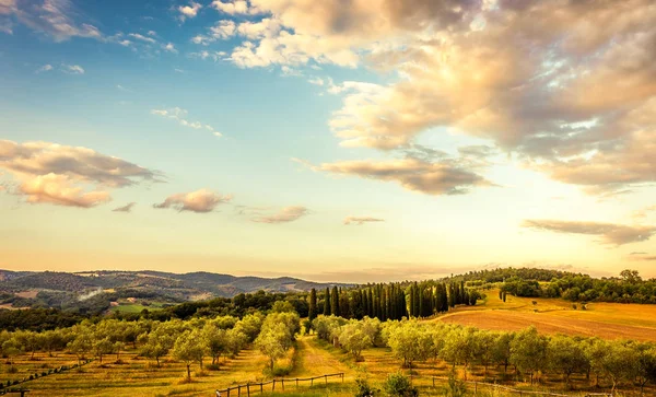 Blauer Himmel Über Olivenbäumen Der Toskana — Stockfoto