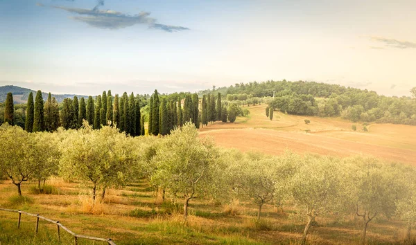 Blauer Himmel Über Olivenfeldern Und Zypressen Der Toskana — Stockfoto