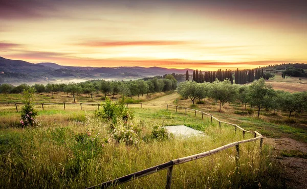 Wunderschöner Toskanischer Sonnenaufgang Mit Hohen Zypressen Hintergrund — Stockfoto