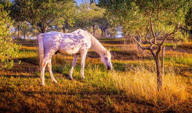 Tuscany Zeytin bahçesinde beslenme beyaz vahşi at