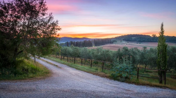 Olijf Cipres Bomen Bij Zonsondergang Toscane — Stockfoto