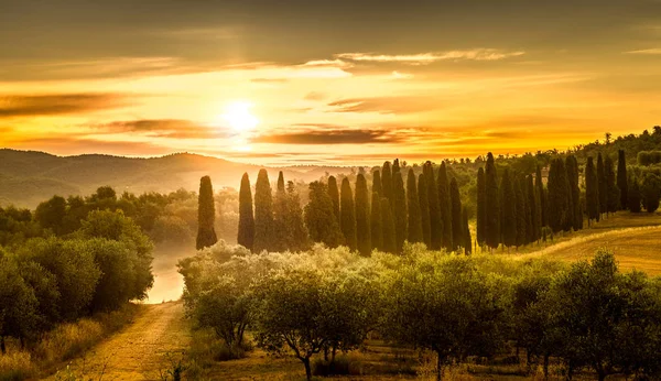 Sonnenaufgang Über Dem Olivenfeld Der Toskana Italien — Stockfoto