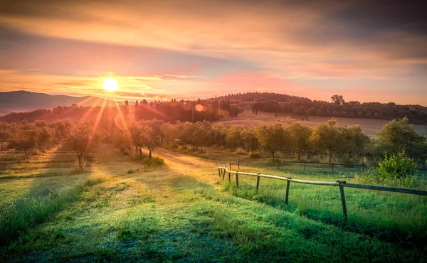 Salida Del Sol Sobre Campo Olivos Toscana Italia — Foto de Stock