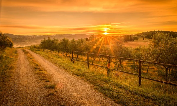 Sunrise Olive Field Tuscany Italy — Stock Photo, Image