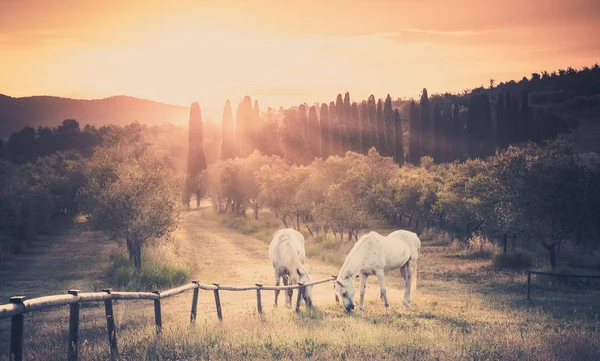 Wilde Paarden Zonsopgang Boven Toscaanse Landschap — Stockfoto