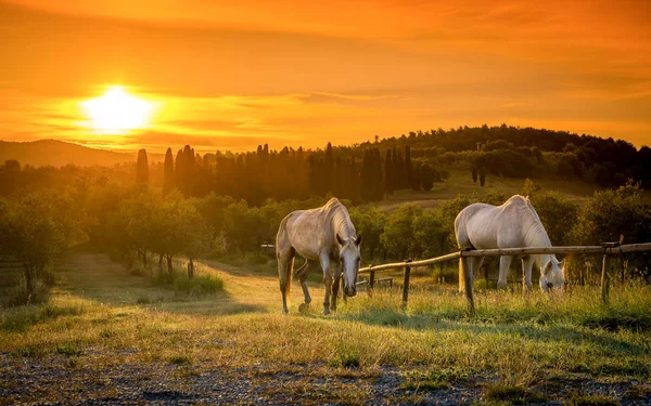 Wilde Paarden Zonsopgang Boven Toscaanse Landschap — Stockfoto