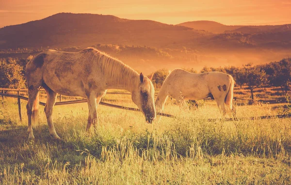 Wild Horses Morning Tuscan Meadow — Stock Photo, Image