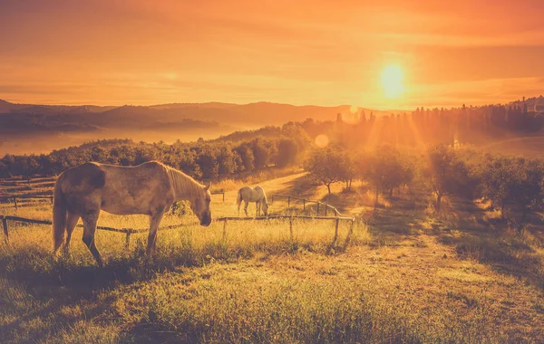Vahşi Atlar Gündoğumu Toskana Peyzaj Üzerinde — Stok fotoğraf