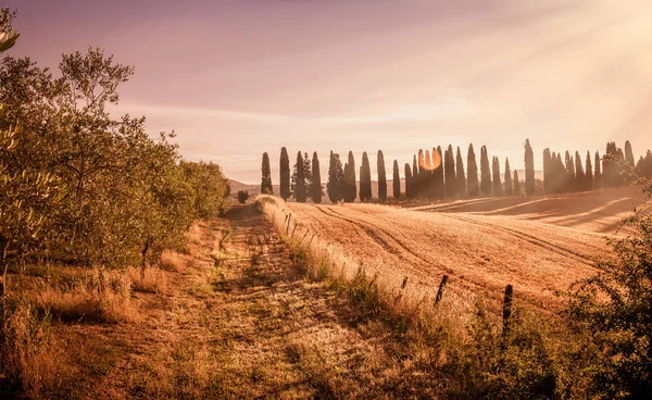 Vacker Soluppgång Över Gyllene Toskanska Fält Italien — Stockfoto