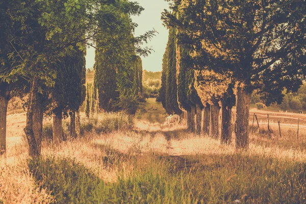 Vildhäst Bland Höga Toskanska Cypress Träd — Stockfoto