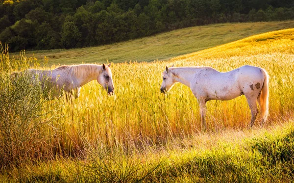 Krajobraz Toskanii Użytków Rolnych Białych Koni Środku — Zdjęcie stockowe