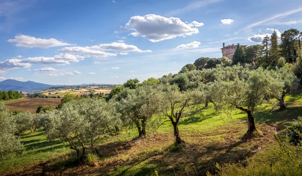 Toskanische Landschaft Mit Olivenbäumen Vordergrund — Stockfoto