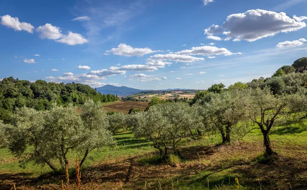 Toskanische Landschaft Mit Olivenbäumen Vordergrund — Stockfoto