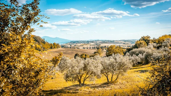 Toskanische Landschaft Mit Olivenbäumen Vordergrund — Stockfoto