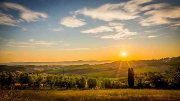 Kopce Toskánska Olivové Pole Popředí — Stock fotografie