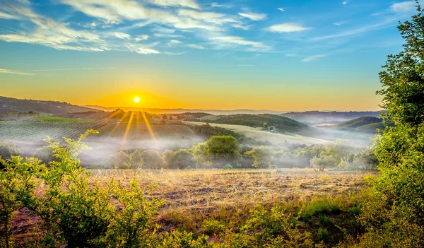 Foggy Tuscan Morning Olive Field Vineyard — Stock Photo, Image